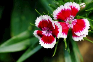 红白相间石竹花