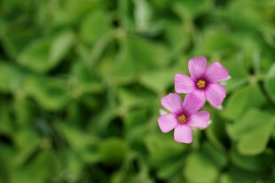 两朵粉色小花绽放绿叶间