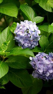 紫色绣球花绽放绿叶间