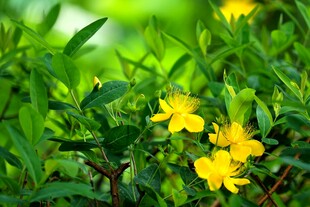 绿叶丛中的黄色小花