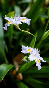 清新雅致的白色小花