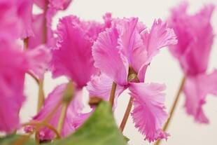 娇艳粉色蝴蝶兰绽放