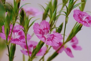 娇艳粉色石竹花绽放