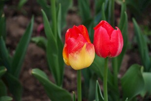 双色郁金香绽放