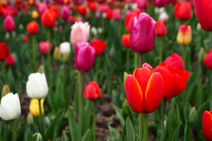 多彩郁金香花海绽放