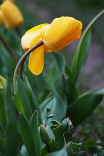 黄色郁金香