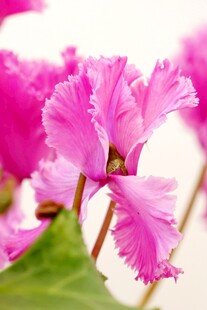 娇艳粉色仙客来花朵