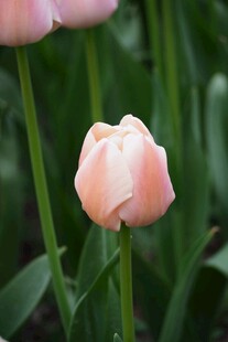 粉嫩郁金香绽放