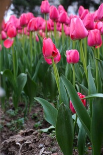 娇艳粉色郁金香绽放