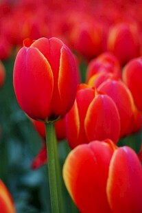 鲜艳红郁金香