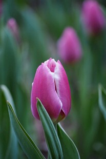 娇艳粉色郁金香