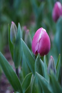 娇艳郁金香绽放绿意间