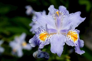 优雅鸢尾花绽放