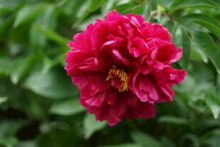 娇艳红牡丹绽放