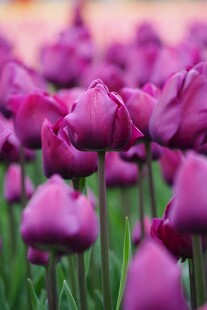 紫色郁金香花海