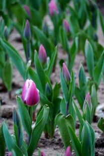 绽放的粉色郁金香