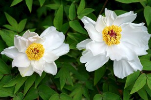 白色牡丹花
