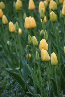 黄色郁金香花田美景