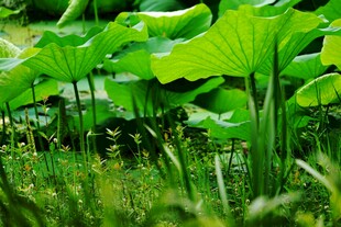夏日荷塘绿意盎然