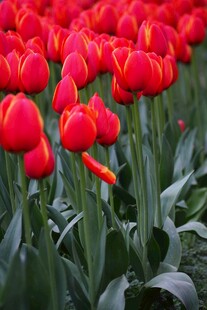 鲜艳红郁金香花海