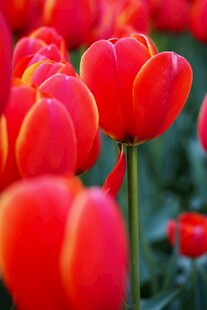 鲜艳红色郁金香绽放