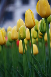 黄色郁金香