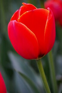 娇艳红郁金香绽放