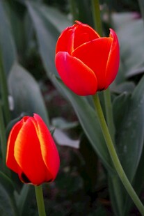 两朵娇艳红色郁金香