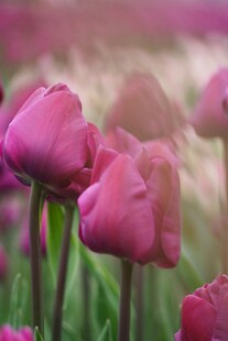 娇艳郁金香绽放美景