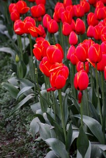鲜艳红郁金香花海