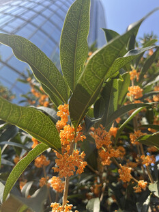 枝头橙黄桂花绽放