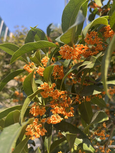 枝头橙黄桂花绽放