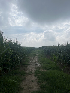 乡间玉米田