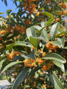 枝头橙黄桂花绽放