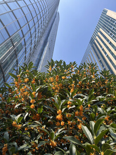 高楼前繁茂的橙黄植物