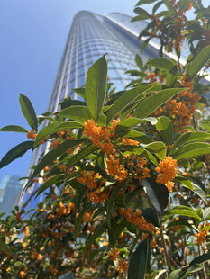高楼前的繁茂橙色花卉