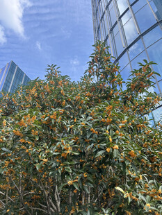 城市中繁茂的绿植景观