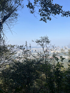 林间远望蓝天与朦胧景致