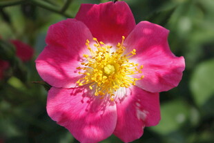 娇艳粉色蔷薇花