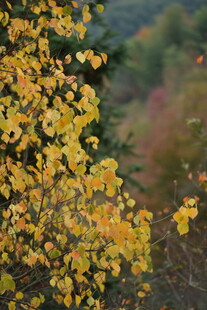 秋日金黄树叶特写