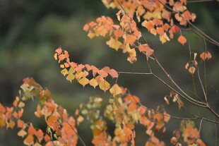 秋日枝头斑斓树叶