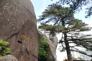 黄山奇峰旁的挺拔松树