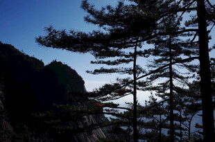 山间松影 暮色中的自然景致