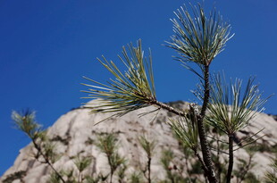 山巅松枝映蓝天