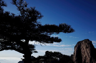 黄山松与奇峰美景