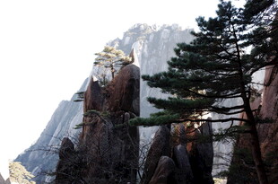 黄山奇峰旁的挺拔松树