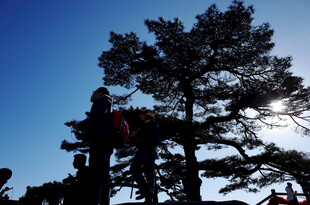 工人高空作业修剪松树