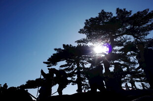 阳光下的树木剪影