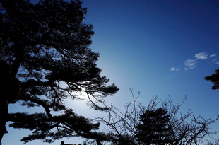 蓝天之下的树木剪影