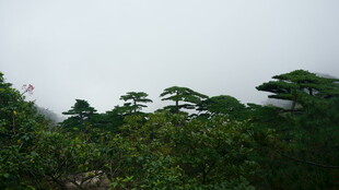 山林绿意 树木葱茏